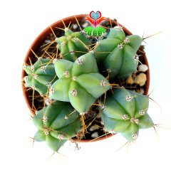 Mavi Kaktüs,Myrtillocactus Geometrizans Bir Saksıda Çok Adet-5,5 cm saksıda