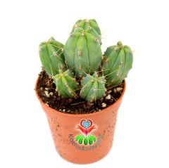Mavi Kaktüs,Myrtillocactus Geometrizans Bir Saksıda Çok Adet-5,5 cm saksıda