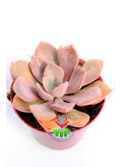 Graptoveria 'Debbi' -Doğal Pembe-Mor Renk Yapraklı 8,5 cm Saksıda