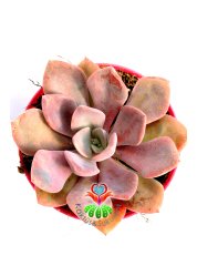 Graptoveria 'Debbi' -Doğal Pembe-Mor Renk Yapraklı 8,5 cm Saksıda