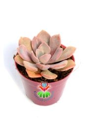 Graptoveria 'Debbi' -Doğal Pembe-Mor Renk Yapraklı 8,5 cm Saksıda