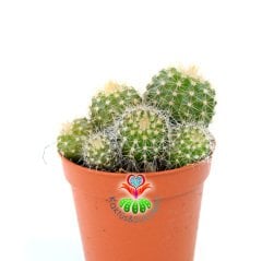 Kaktüs, Notocactus Magnificus (Parodia Magnifica ) Dilimli Form-5,5 cm saksıda-Bir Saksıda Birçok Kök