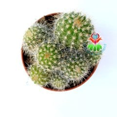 Kaktüs, Notocactus Magnificus (Parodia Magnifica ) Dilimli Form-5,5 cm saksıda-Bir Saksıda Birçok Kök