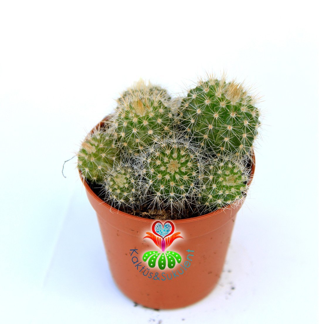 Kaktüs, Notocactus Magnificus (Parodia Magnifica ) Dilimli Form-5,5 cm saksıda-Bir Saksıda Birçok Kök