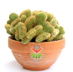 Hildewintera Aureispina Cristata NADİR TÜR-MÜKEMMEL FORM- BAŞKA YERDE YOK 25 cm Seramik saksıda
