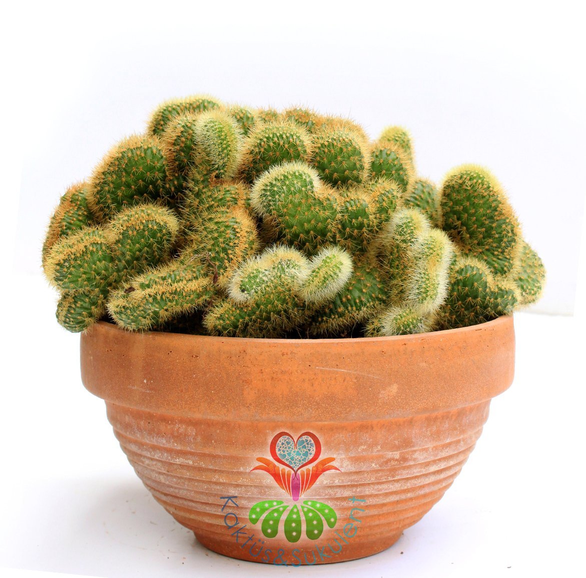 Hildewintera Aureispina Cristata NADİR TÜR-MÜKEMMEL FORM- BAŞKA YERDE YOK 25 cm Seramik saksıda