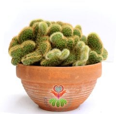 Hildewintera Aureispina Cristata NADİR TÜR-MÜKEMMEL FORM- BAŞKA YERDE YOK 25 cm Seramik saksıda