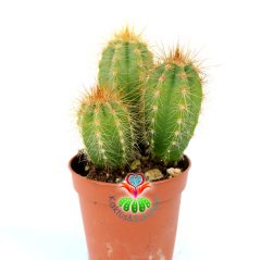 Mavi Meşale Kaktüs,Pilosocereus Azureus-Doğal Mavi Renk -5,5 cm Saksıda- Bir Saksıda Birçok Kök