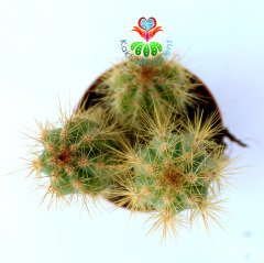 Mavi Meşale Kaktüs,Pilosocereus Azureus-Doğal Mavi Renk -5,5 cm Saksıda- Bir Saksıda Birçok Kök