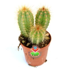 Mavi Meşale Kaktüs,Pilosocereus Azureus-Doğal Mavi Renk -5,5 cm Saksıda- Bir Saksıda Birçok Kök