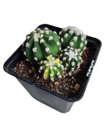 Echinopsis Subdenudata Variegata-Çok Nadir Tür Karma Renk-Dev Kokulu Çiçek Açar 10 cm Saksıda