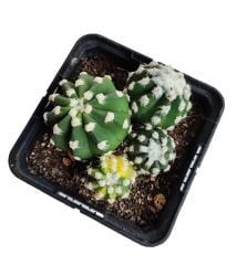 Echinopsis Subdenudata Variegata-Çok Nadir Tür Karma Renk-Dev Kokulu Çiçek Açar 10 cm Saksıda