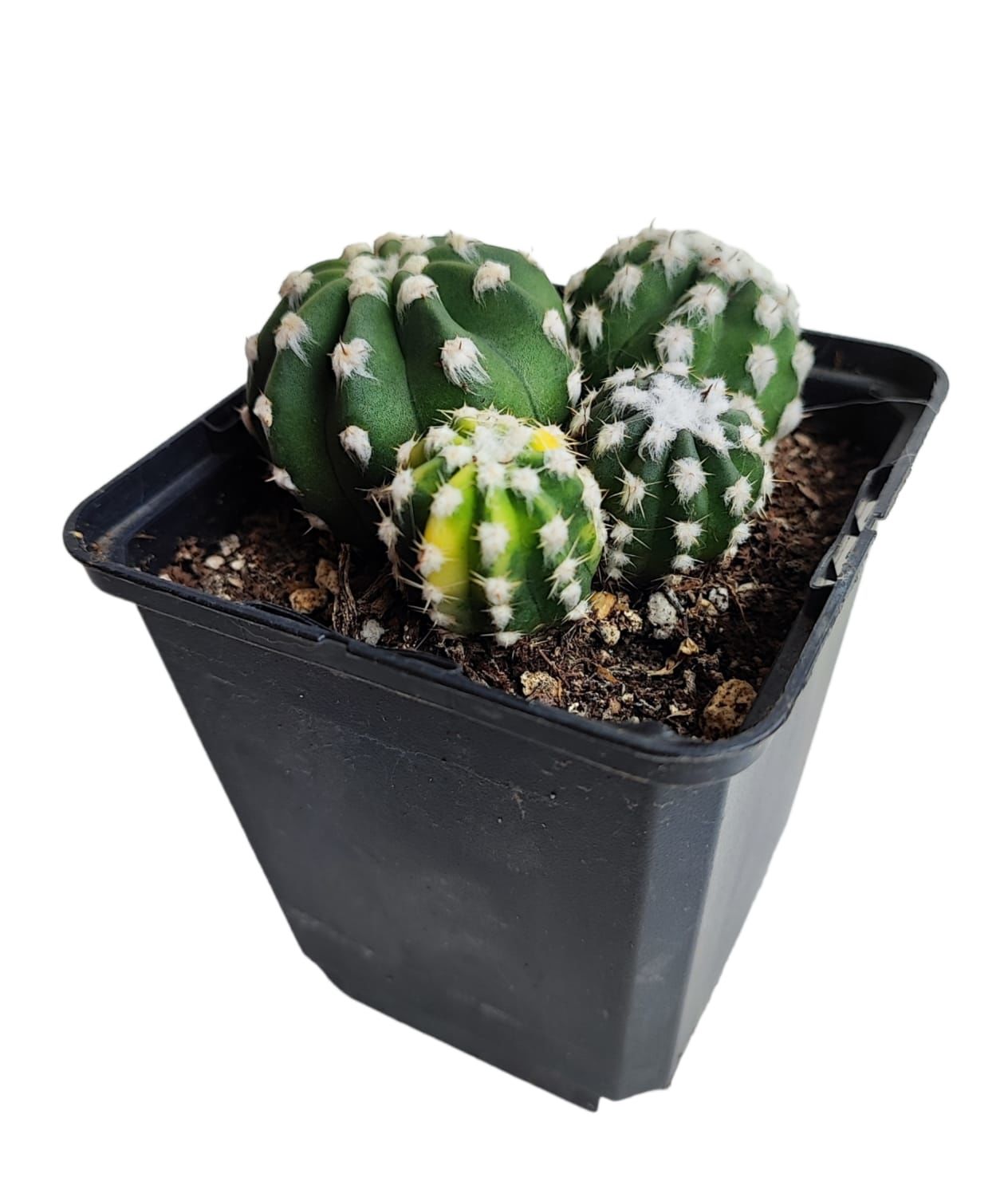 Echinopsis Subdenudata Variegata-Çok Nadir Tür Karma Renk-Dev Kokulu Çiçek Açar 10 cm Saksıda