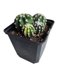 Echinopsis Subdenudata Variegata-Çok Nadir Tür Karma Renk-Dev Kokulu Çiçek Açar 10 cm Saksıda