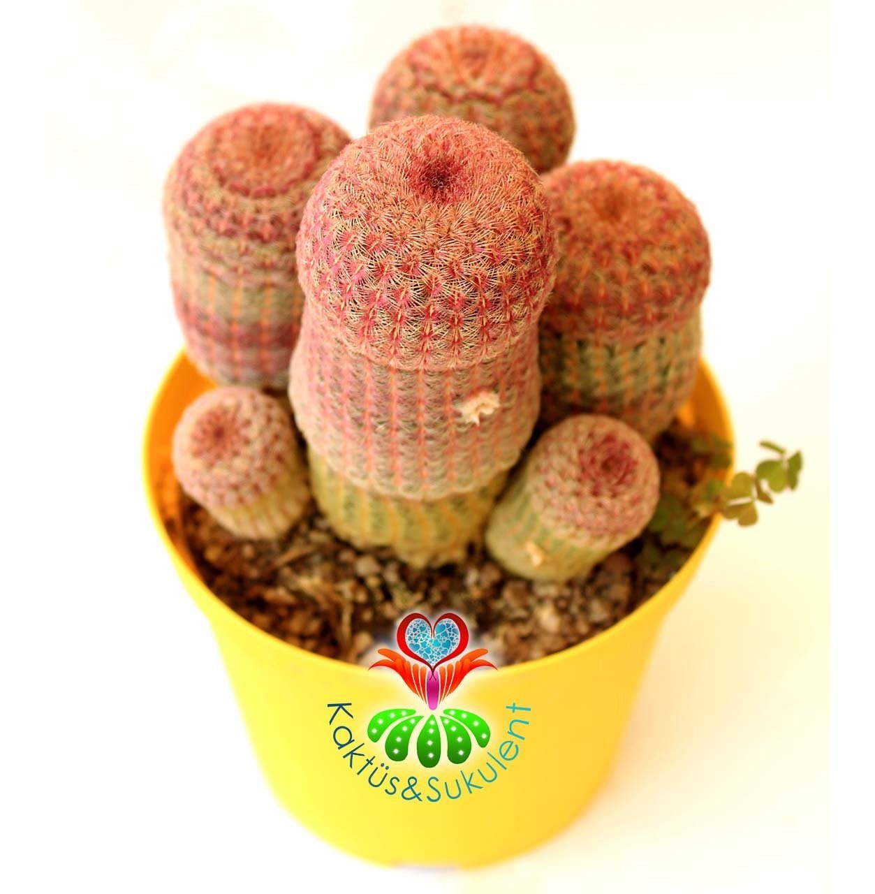 Echinocereus Pectinatus Pembe Dikenli Kaktüs, 12 cm Saksıda Büyük Pembe Çiçek Açar-Çok Nadir Tür