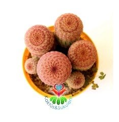 Echinocereus Pectinatus Pembe Dikenli Kaktüs, 12 cm Saksıda Büyük Pembe Çiçek Açar-Çok Nadir Tür