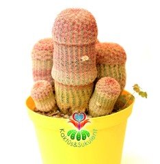 Echinocereus Pectinatus Pembe Dikenli Kaktüs, 12 cm Saksıda Büyük Pembe Çiçek Açar-Çok Nadir Tür