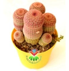 Echinocereus Pectinatus Pembe Dikenli Kaktüs, 12 cm Saksıda Büyük Pembe Çiçek Açar-Çok Nadir Tür