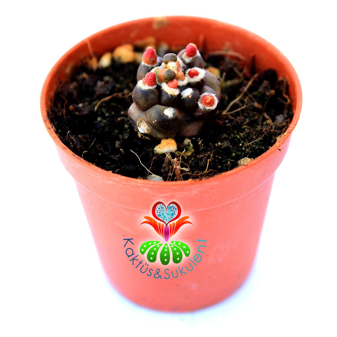 Gymnocalycium Mihanovichii  Montrose Transformer cv. kikko 2 cm Bitki 5,5 cm Saksıda Nadir Tür