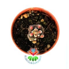 Gymnocalycium Mihanovichii  Montrose Transformer cv. kikko 2 cm Bitki 5,5 cm Saksıda Nadir Tür