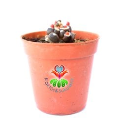 Gymnocalycium Mihanovichii  Montrose Transformer cv. kikko 2 cm Bitki 5,5 cm Saksıda Nadir Tür
