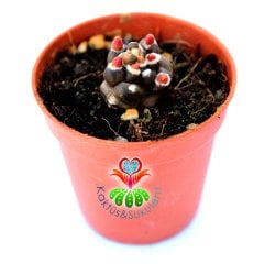Gymnocalycium Mihanovichii  Montrose Transformer cv. kikko 2 cm Bitki 5,5 cm Saksıda Nadir Tür