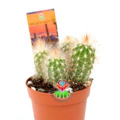 Kaktüs, Pilosocereus Glaucescens Cluster -1 Saksıda Birçok Adet 5,5 cm saksıda
