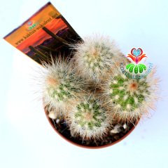 Kaktüs, Pilosocereus Glaucescens Cluster -1 Saksıda Birçok Adet 5,5 cm saksıda