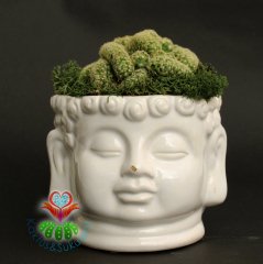 Buddha Saksılı Aranjmanlı Beyin Kaktüs-2 Renk Seçeneği-10 cm Büyüklükte -Mammillaria Elongata Crist.