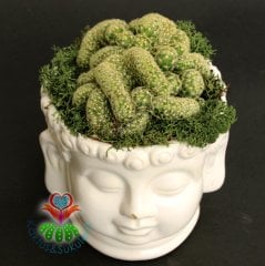 Buddha Saksılı Aranjmanlı Beyin Kaktüs-2 Renk Seçeneği-10 cm Büyüklükte -Mammillaria Elongata Crist.