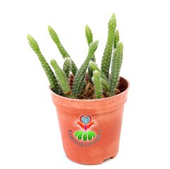 Rhipsalis Baccifera Horrida-5,5 cm Saksıda- Bir Saksıda Birçok Kök- Büyüdükçe Saksıdan Sarkar