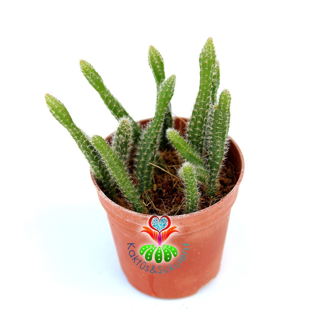 Rhipsalis Baccifera Horrida-5,5 cm Saksıda- Bir Saksıda Birçok Kök- Büyüdükçe Saksıdan Sarkar