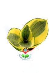 Sansevieria Trifasciata 'Golden Hahnii' -Cüce Sarı Renkli Paşa Kılıcı-6 cm Saksıda