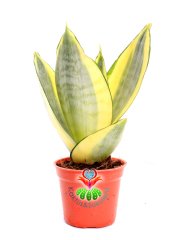 Sansevieria Trifasciata 'Golden Hahnii' -Cüce Sarı Renkli Paşa Kılıcı-6 cm Saksıda