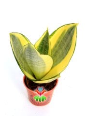 Sansevieria Trifasciata 'Golden Hahnii' -Cüce Sarı Renkli Paşa Kılıcı-6 cm Saksıda