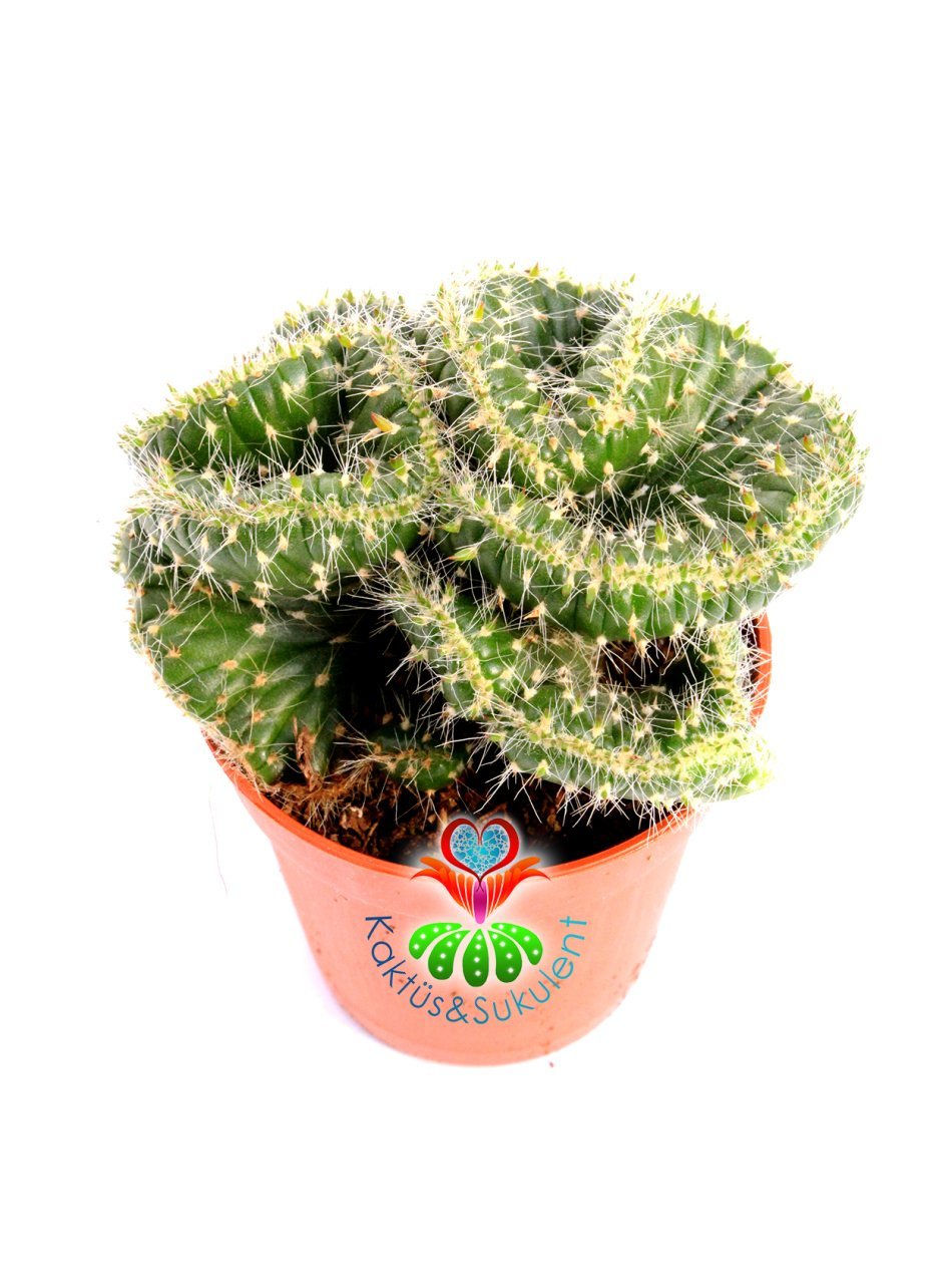 Opuntia Cylindrica Cristata 'Emerald Idol' Zümrüt Beyin Kaktüs 5.5 cm Saksıda