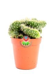 Opuntia Cylindrica Cristata 'Emerald Idol' Zümrüt Beyin Kaktüs 5.5 cm Saksıda