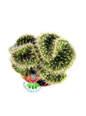 Opuntia Cylindrica Cristata 'Emerald Idol' Zümrüt Beyin Kaktüs 5.5 cm Saksıda