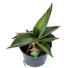 Sansevieria Ehrenbergii 'Samurai' - Simetrik Yapraklı- Bakımı Kolay- 8,5 cm Saksıda