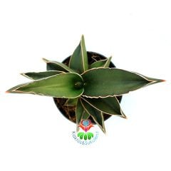 Sansevieria Ehrenbergii 'Samurai' - Simetrik Yapraklı- Bakımı Kolay- 8,5 cm Saksıda