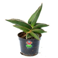 Sansevieria Ehrenbergii 'Samurai' - Simetrik Yapraklı- Bakımı Kolay- 8,5 cm Saksıda