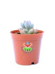 Mavi Fasulye Sedum Pachyphytum  5.5 cm Saksılı Sukulent