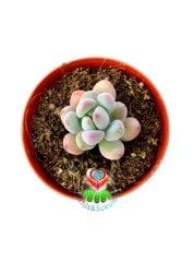 Mavi Fasulye Sedum Pachyphytum  5.5 cm Saksılı Sukulent