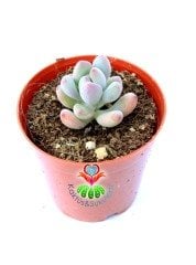 Mavi Fasulye Sedum Pachyphytum  5.5 cm Saksılı Sukulent