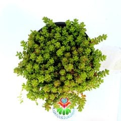 Sedum Album 'Coral Carpet'-12 cm Saksıda - Yayılıcı Yer Örtücü-Soğuğa Dayanıklı-Dış Mekanda Kışın Yaşayabilir