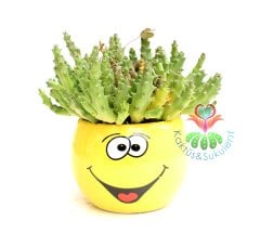 Smiley Saksılı Aranjmanlı Leş Kaktüsü- 8 cm Büyüklükte-Emoloji Mıknatıslı Saksılı Stapelia Variegata