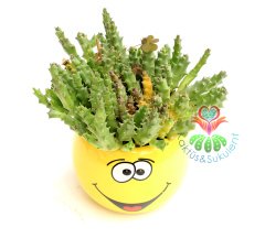 Smiley Saksılı Aranjmanlı Leş Kaktüsü- 8 cm Büyüklükte-Emoloji Mıknatıslı Saksılı Stapelia Variegata