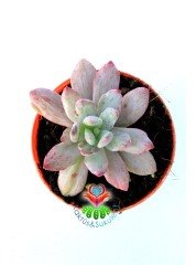 Echeveria Hummel's Minibelle Variegata 5,5 cm Saksılı Nadir Tür