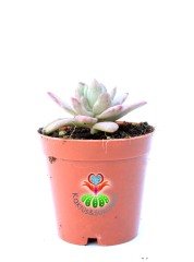 Echeveria Hummel's Minibelle Variegata 5,5 cm Saksılı Nadir Tür