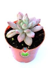 Echeveria Hummel's Minibelle Variegata 5,5 cm Saksılı Nadir Tür